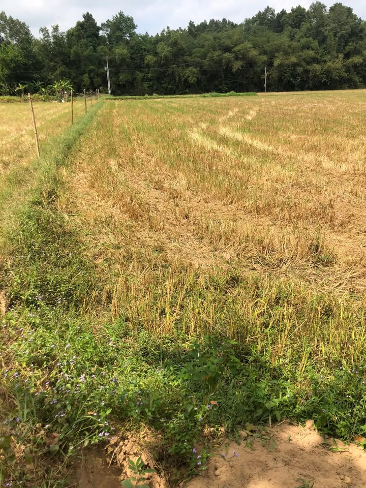 Đất ruộng 14 công Trường Thọ, Cầu Ngang giá 1.05 tỷ - Đường vào 20 mét thuận lợi!