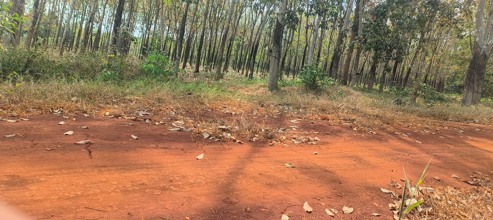 Đất nông nghiệp 10.000m² tại Xã Quang Minh, Thị xã Chơn Thành giá chỉ 1.7 tỷ - Cơ hội đầu tư tuyệt vời!