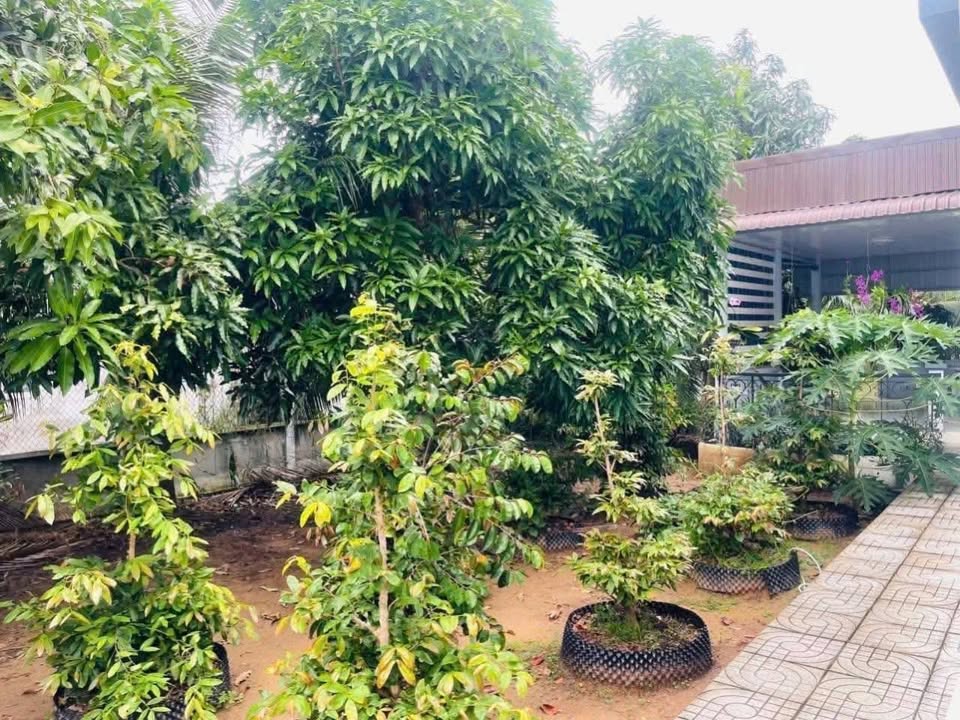 Đất vườn mặt tiền Đường 19/5, Nhơn Thạnh, 1547m² giá 7.5 tỷ - Chính chủ cần bán gấp!