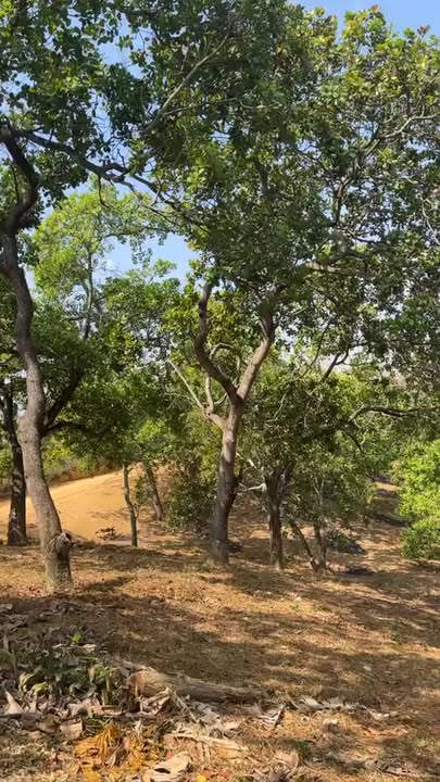 Đất nền 150m mặt đường đất Bù Gia Mập 9000m² giá chỉ 680 triệu - Cơ hội đầu tư hấp dẫn!