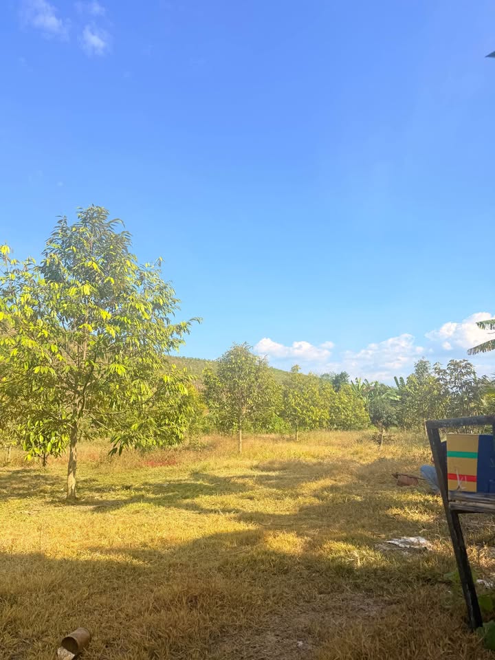 Vườn sầu riêng Trung Khánh Vĩnh 1.700m² giá 800 triệu - Cơ hội đầu tư hấp dẫn!