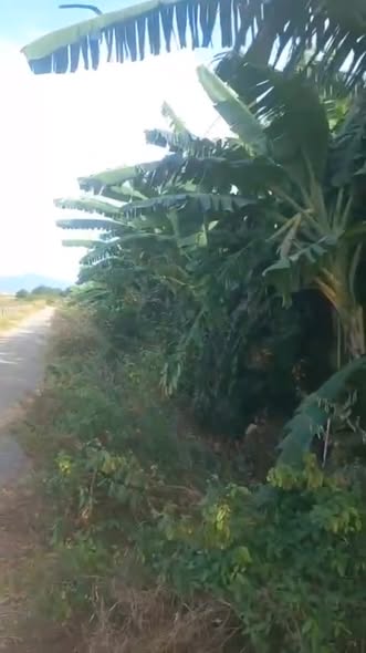 Đất nền xã Hải Ninh, huyện Bắc Bình, 2166m² - Giá tốt bất ngờ!