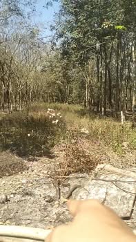 Đất thổ cư 300m² xã An Linh huyện Phú Giáo giá chỉ 600 triệu - Cơ hội đầu tư hấp dẫn!