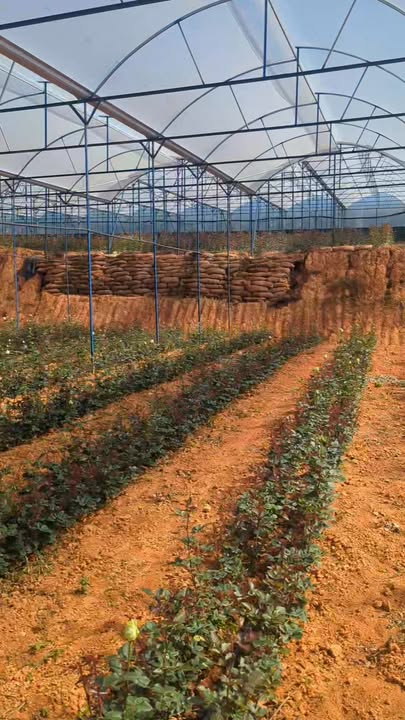 Farm cho thuê tại Đạ Sar, Lạc Dương - 18.000m² hoa hồng đa sắc - Giá 230 triệu/tháng