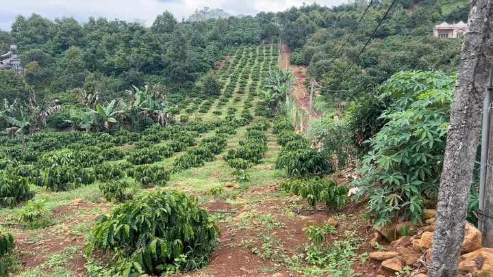 Đất nông nghiệp Đan Phượng 2000m² giá 1.49 tỷ - Gần đường nhựa thuận lợi!