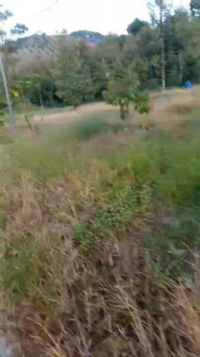 Lô đất 1800m² tại Đạ Oai, Đạ Huoai - Giá chỉ 1.05 tỷ, thích hợp làm nhà vườn!