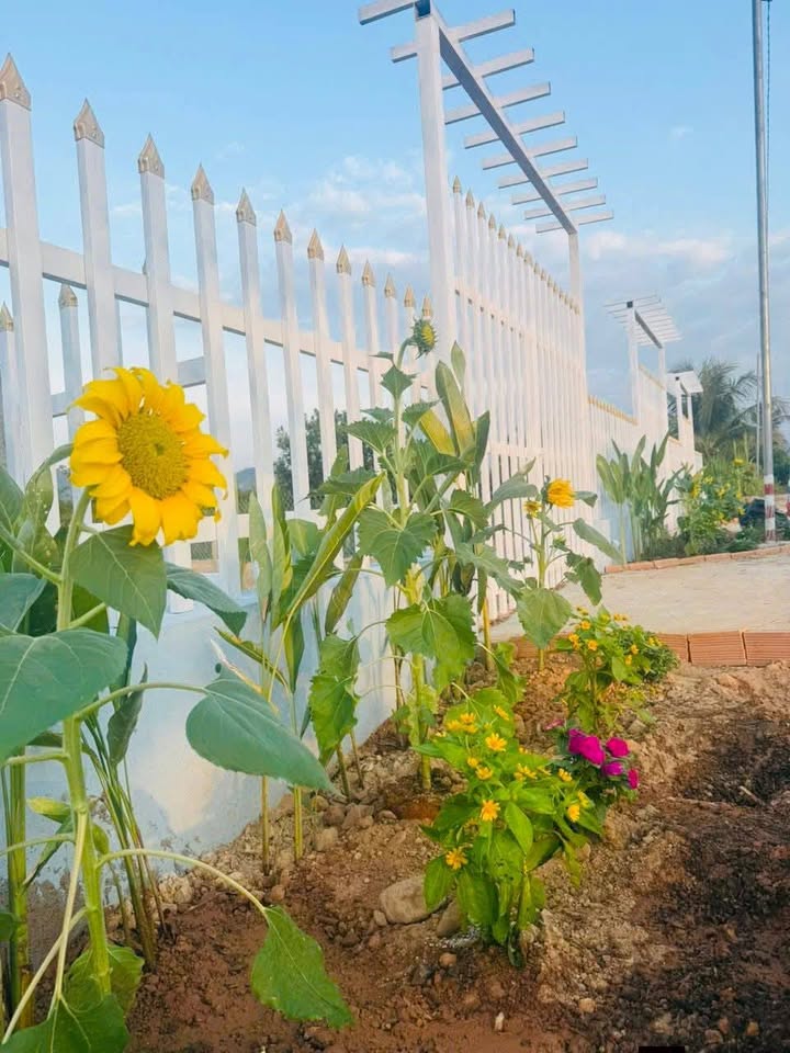 Đất thổ cư 270m² tại Xã Mỹ Đức giá chỉ 309 triệu - Cơ hội đầu tư tuyệt vời!