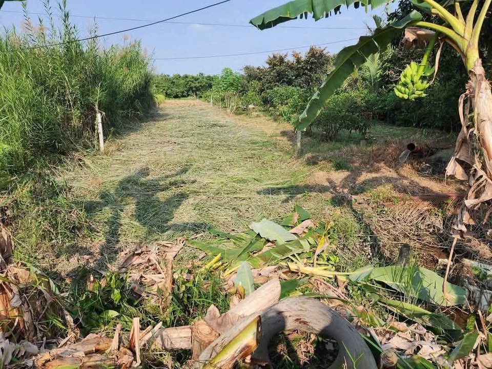 Đất nền 419m² Thị trấn Phong Điền, Cần Thơ giá chỉ 1.15 tỷ - Cơ hội đầu tư tuyệt vời!