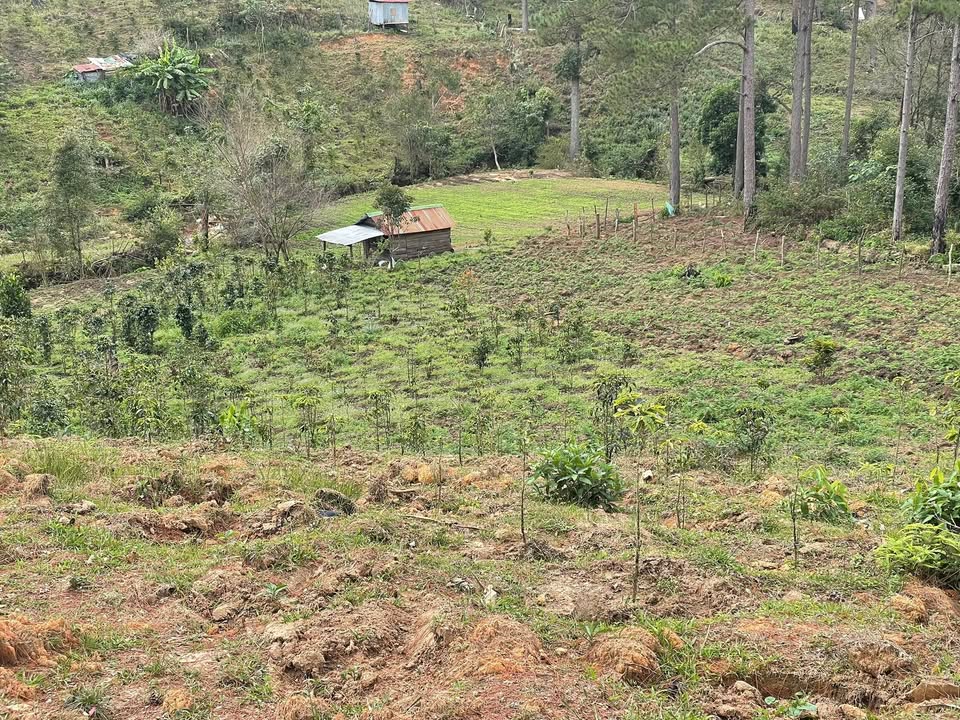 Đất canh tác nông nghiệp tại Đạ Nhim, Lạc Dương 9000m² giá 787.5 triệu - Đầu tư sinh lời!