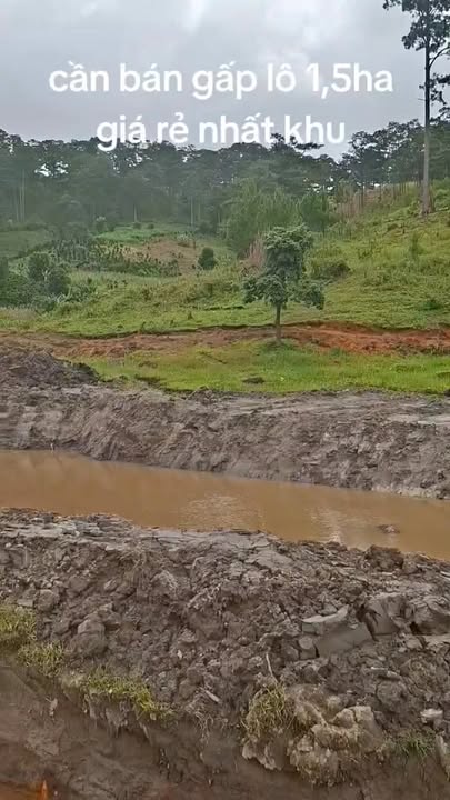 Lô đất nông nghiệp 1,5HA tại Đạ Nhim, Lạc Dương - Cơ hội đầu tư tuyệt vời!
