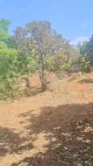 Đất nông nghiệp 1ha tại xã Ia Krêl, huyện Đức Cơ - Giá thỏa thuận hấp dẫn!