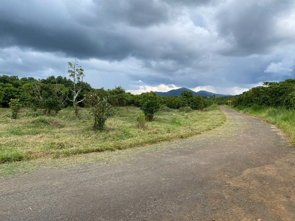 Đất thổ cư mặt tiền đường số 19, xã Lộc An, 100m² giá 395 triệu - Cơ hội đầu tư tuyệt vời!