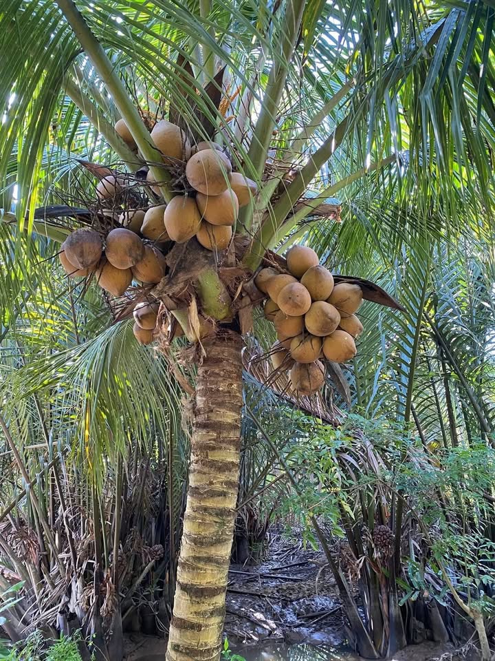 Đất vườn Dừa Long Mỹ, Giồng Trôm, Bến Tre 1357m² giá 4.75 tỷ - Tiềm năng sinh lời cao!