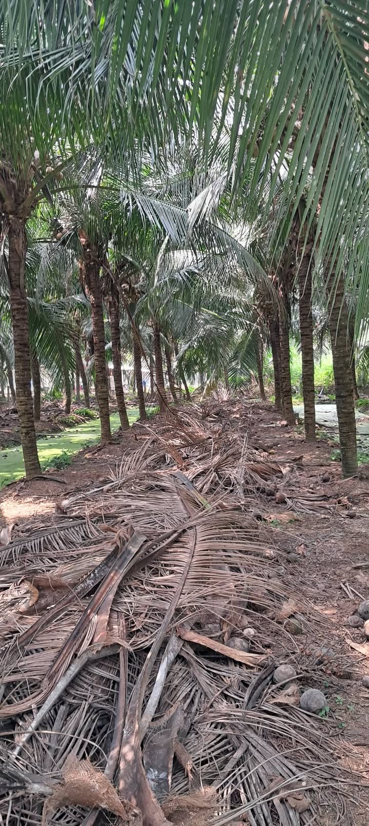 Đất nền Ấp An Phú, Xã An Thạnh Thủy, 3800m² giá 1.3 tỷ - Đầu tư sinh lời!