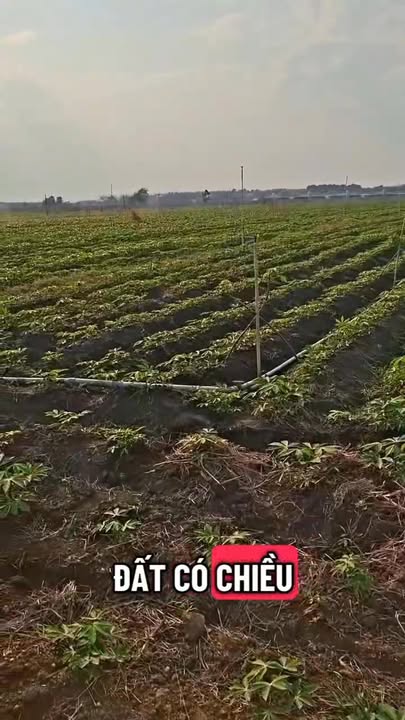 Đất Farm 58.000m² tại Xã Tân Hội, Tây Ninh - Giá chỉ 5.8 tỷ, xe ô tô vào tận nơi!