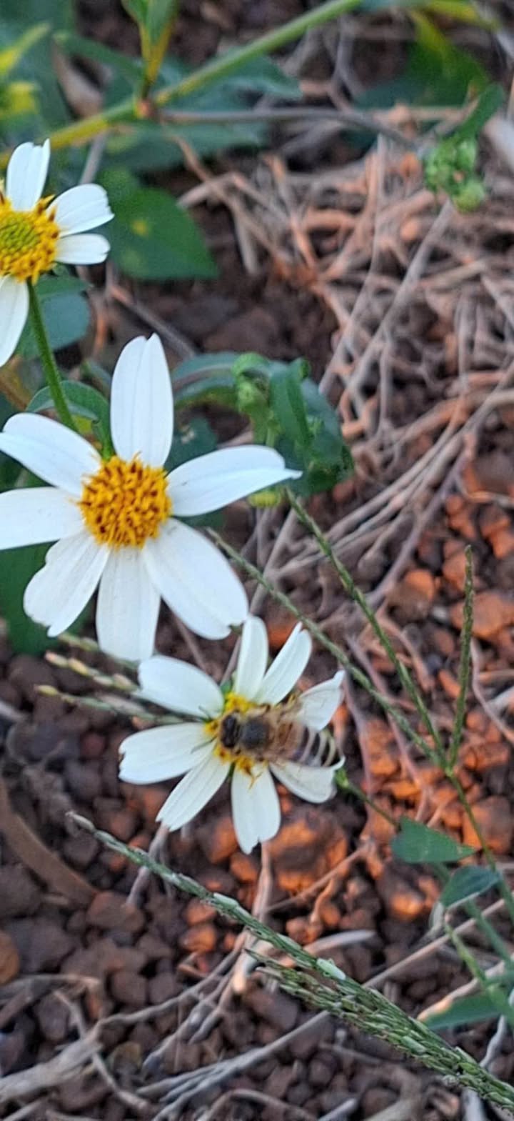 Đất thổ cư Ea Kao 330m² giá 1.2 tỷ - Pháp lý rõ ràng, sẵn sàng giao dịch!