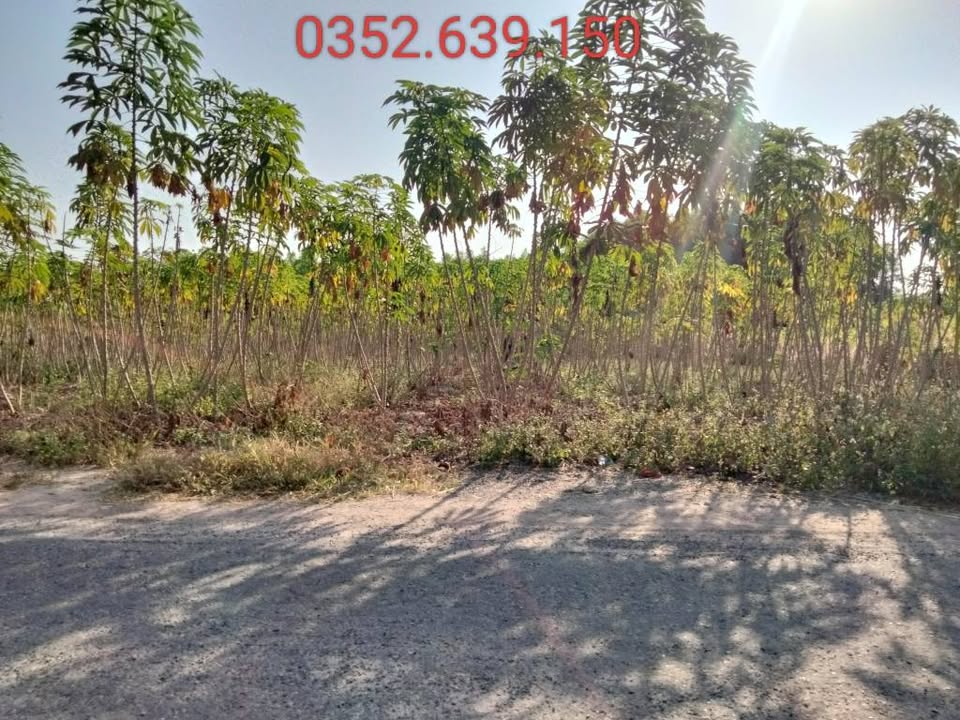 Đất nền 1000m² Chợ Hắc Dịch, Phú Mỹ giá chỉ 2.7 tỷ - Cơ hội đầu tư hấp dẫn!