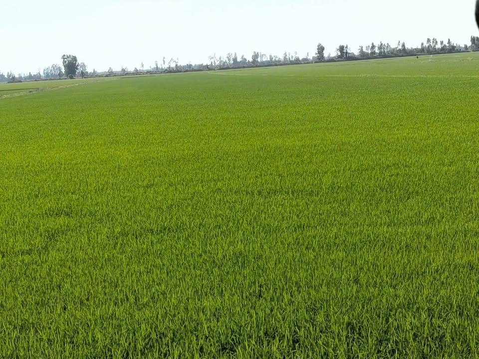 Đất nông nghiệp 125.000m² tại Tân An, An Giang - Giá chỉ 12.5 tỷ