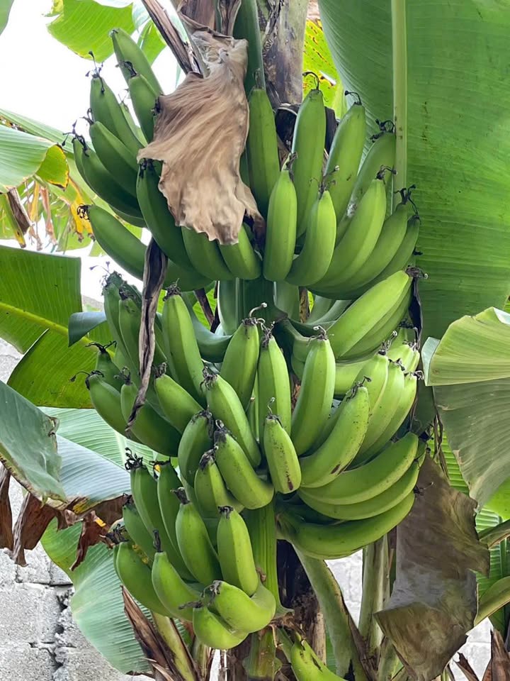 Nhà cấp 4 Quảng Phú 126m² giá chỉ 1 tỷ - Ô tô vào tận nhà!