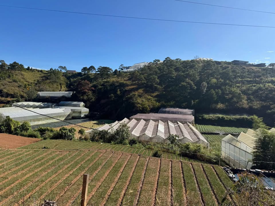 Đất vườn Phước Thành, Tuy Phước, 2160m² giá 11 tỷ - Cơ hội đầu tư hấp dẫn!