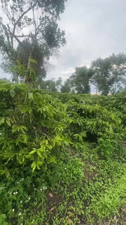 Đất nền Xã Cư Huê, Huyện Ea Kar 2000m² giá 4 tỷ - Đầu tư sinh lời lý tưởng!