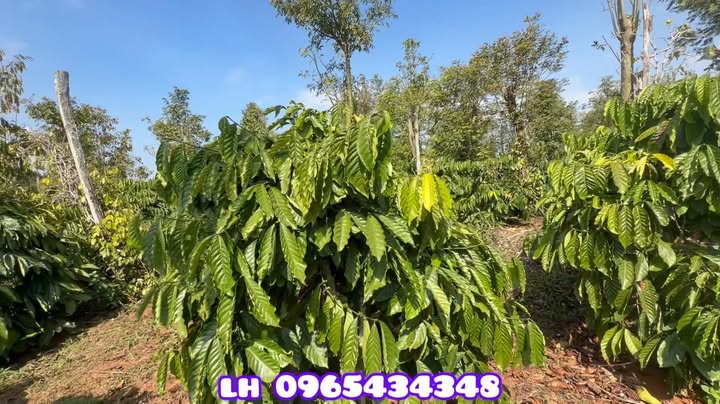 Đất nền 1.7 Héc tại Xã Thuận Hạnh, Đắk Song giá 3.7 tỷ - Khu dân cư phát triển