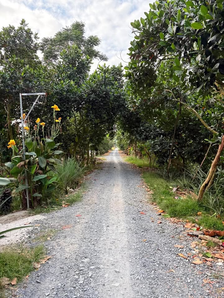 Đất nền Tân Hưng Cái Bè 300m² giá 450 triệu - Sổ đỏ chính chủ!