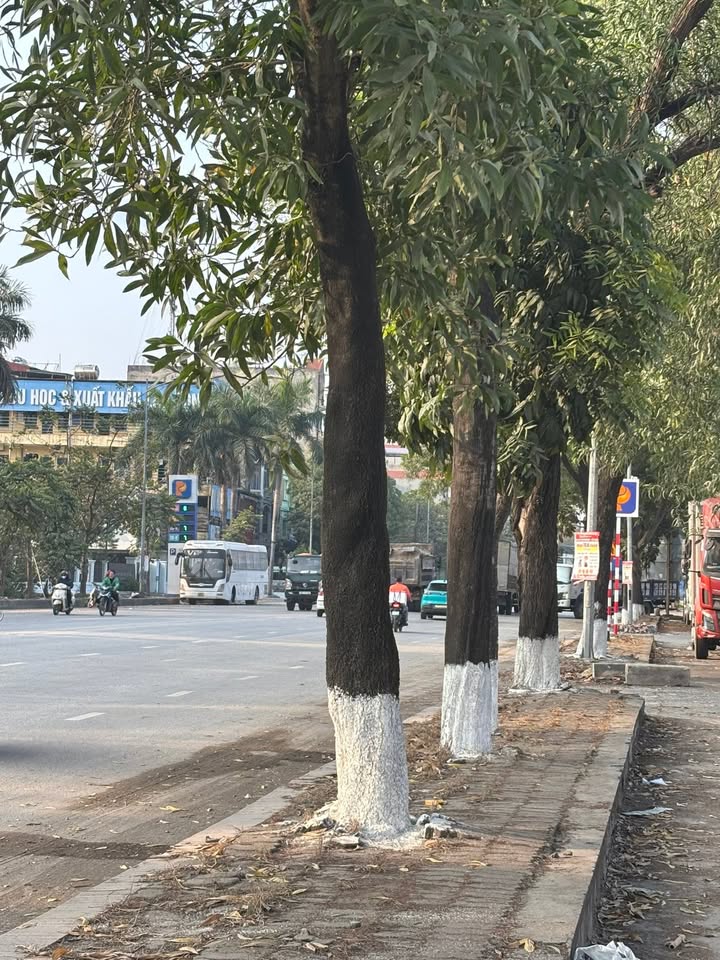 Cần bán FrontHouse đường Nguyễn Trãi, phường Vũ Ninh, 162m² - Cơ hội đầu tư tuyệt vời!