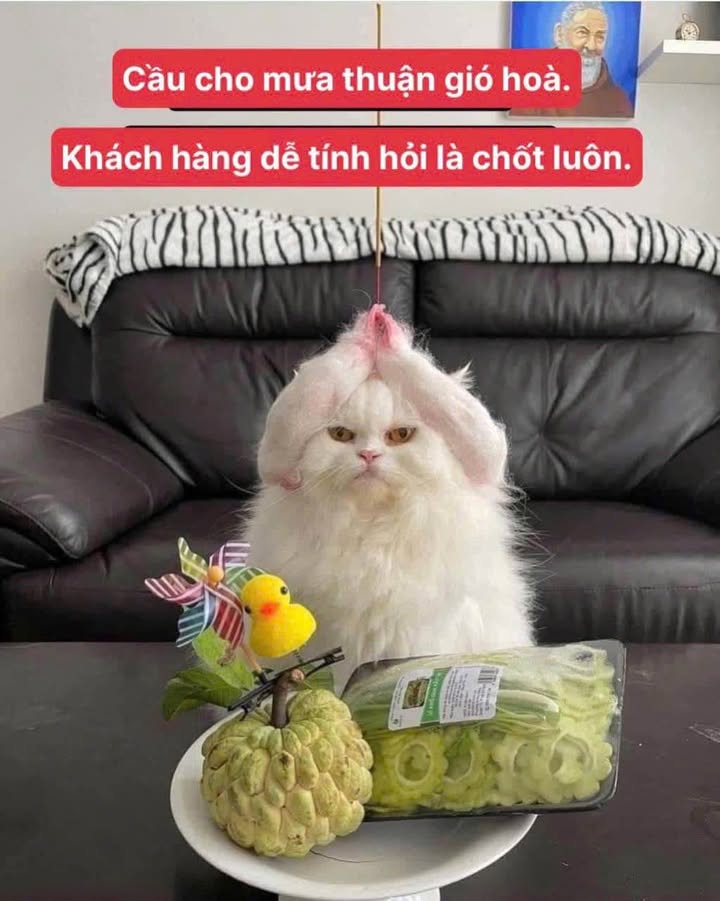 Bán dãy trọ đường Trương Công Định, Vũng Tàu 204m² - Doanh thu 20 triệu/tháng!