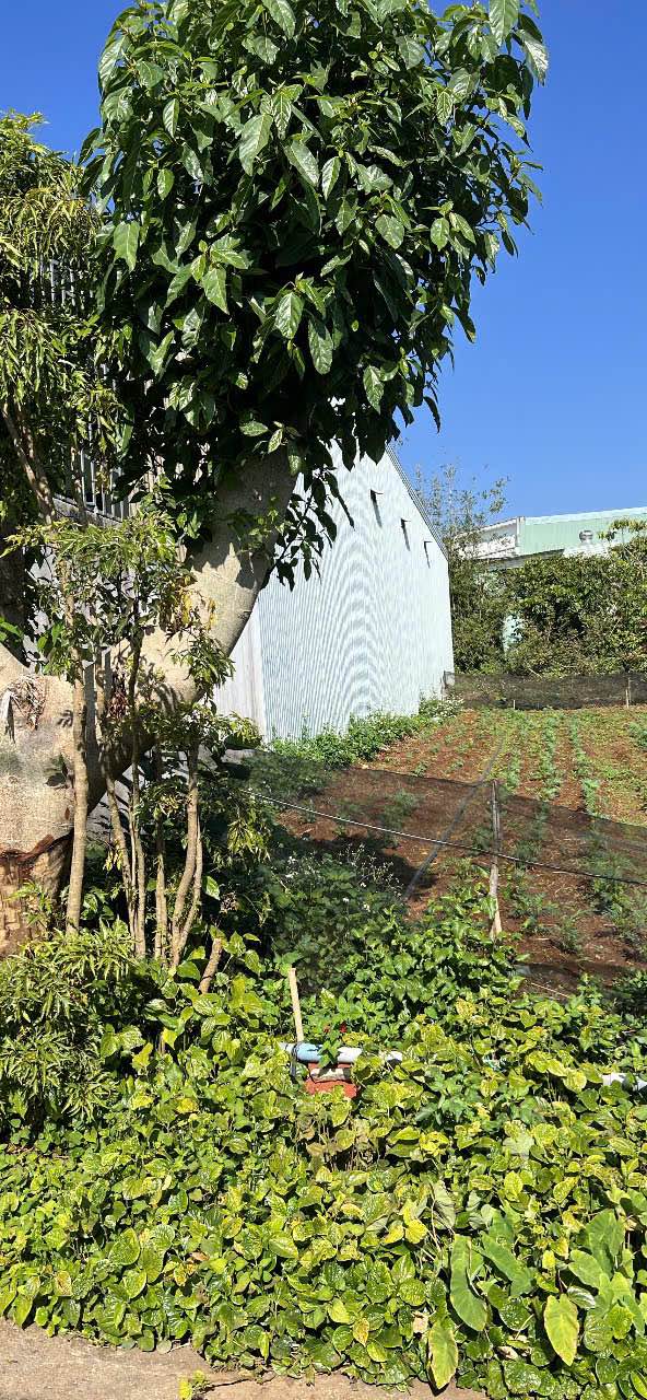 Đất thổ cư Hẻm 240 Nguyễn Chí Thanh 162m² giá 700 triệu - Cần bán gấp!