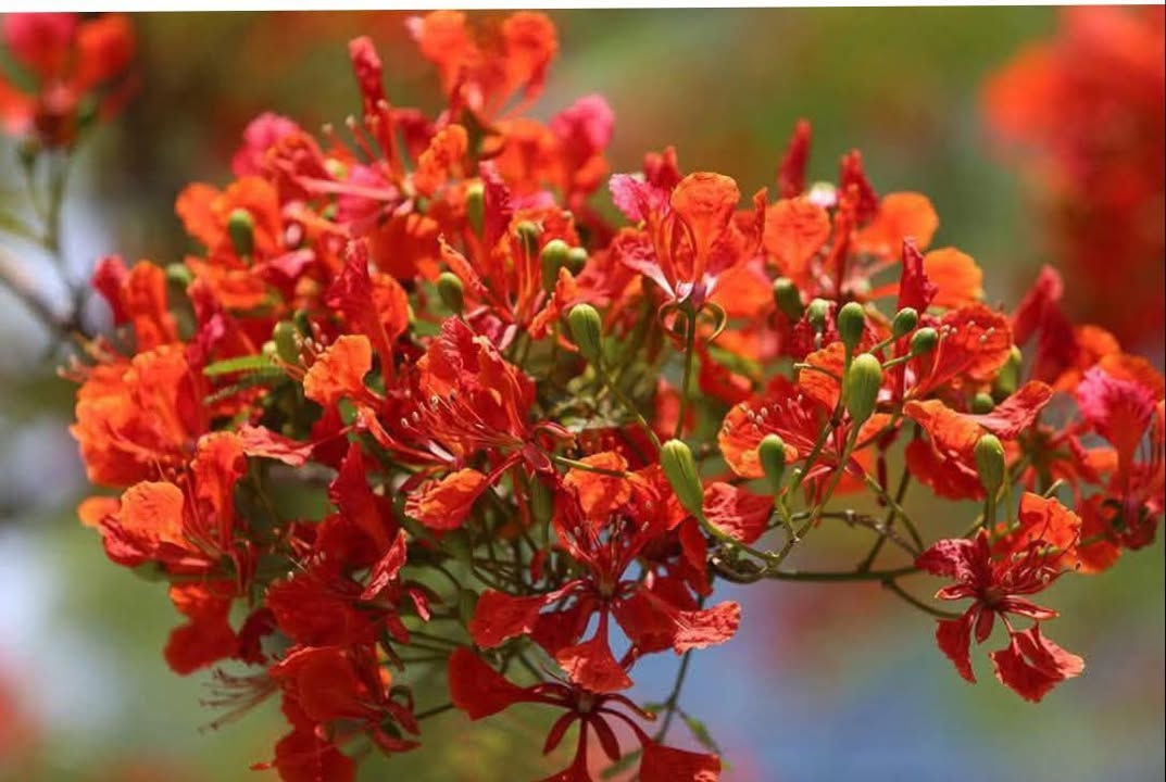 Đất nền 488m² tại xã Phước Trung, Gò Công Đông chỉ 135 triệu - Cơ hội đầu tư không thể bỏ qua!