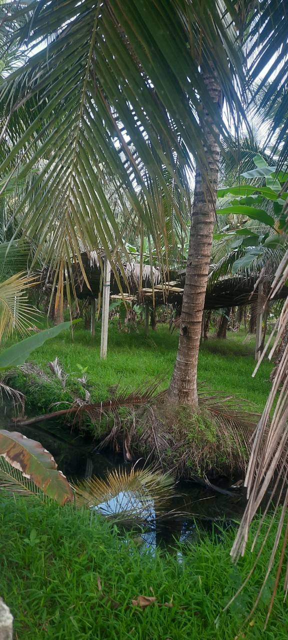 Đất nền 1721,5m² tại Ấp Bờ Xe, Xã Thạnh Phú, Tiền Giang - Giá chỉ 1,9 tỷ!