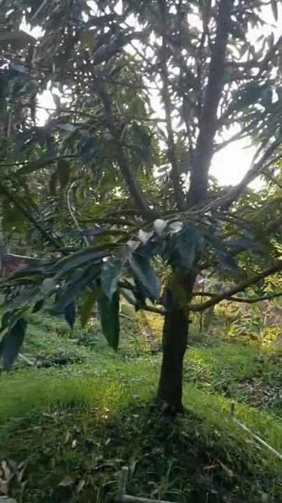 Farm cho thuê tại Hiệp Đức, Cai Lậy - 40 gốc sầu riêng giá 350 triệu/năm