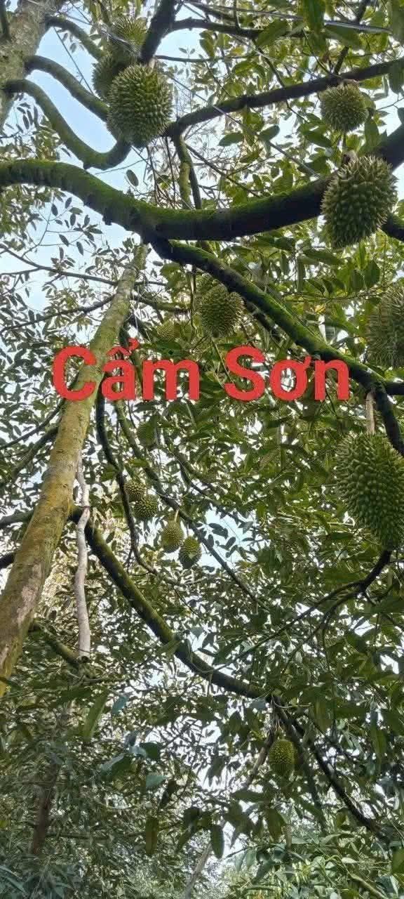 Cho thuê vườn SR tại Cai Lậy, Tiền Giang - Giá sốc chỉ 700 triệu/10 năm!