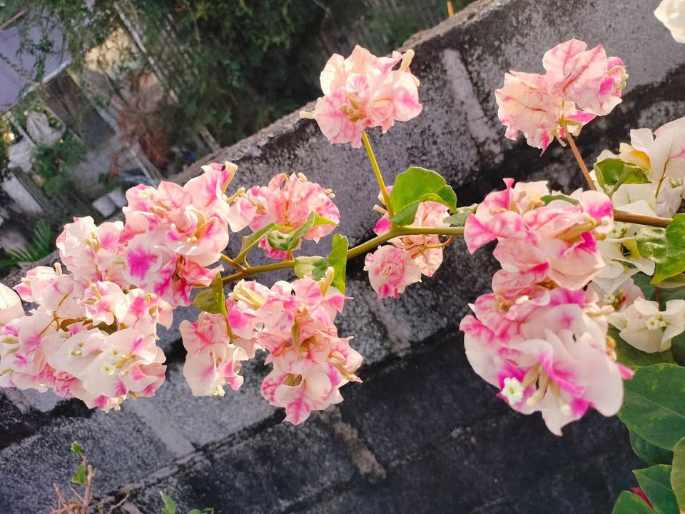 Đất nền thổ cư 125m² tại Cam Lập - Giá chỉ 1.3 tỷ - Sổ hồng chính chủ!