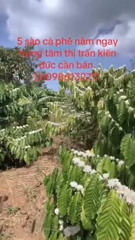 Đất rẫy 5 sào tại thị trấn Kiến Đức, Đắk Nông - Cà phê bao VIP, giá thỏa thuận!