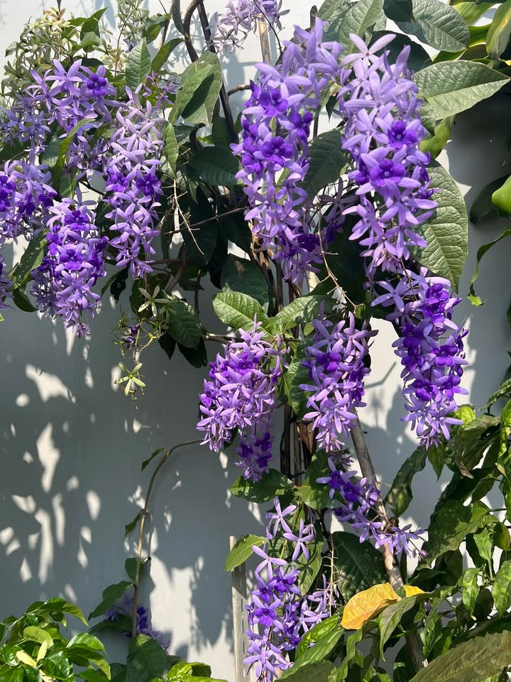 Đất nền phường Chánh Phú Hòa 450m² giá 3 tỷ - Cơ hội đầu tư tuyệt vời!