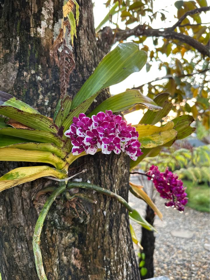 Nhà C4 hẻm ô tô Amakhe 70m² giá 1.75 tỷ - Công năng đầy đủ, sẵn sàng ở ngay!