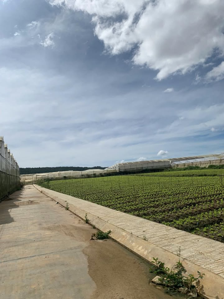 Đất thổ cư Hòa Mỹ Tây, Tây Hòa 125m² giá 570 triệu - Cơ hội đầu tư hấp dẫn!