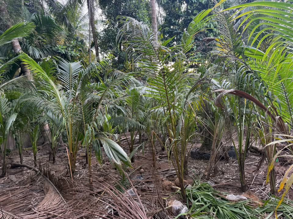 Đất nền 766m² Hưng Khánh Trung A chỉ 530 triệu - Sổ đỏ chính chủ!