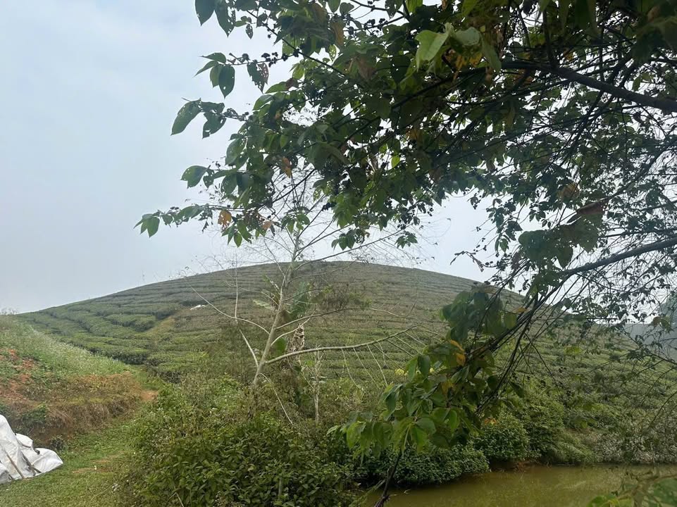 Đất nền trang trại tại Long Cốc, Tân Sơn 600m² giá chỉ 300 triệu - Tiềm năng đầu tư lớn!