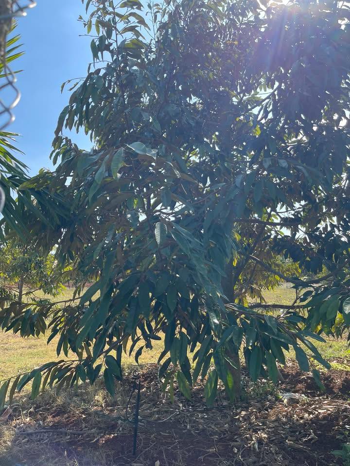 Đất nông nghiệp 4 sào mặt tiền đường bê tông tại Chợ Gạo - Giá chỉ 5.12 tỷ!