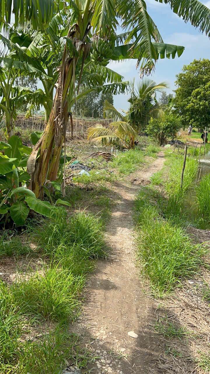 Đất lúa 2.754m² tại xã Vĩnh Thành, Châu Thành - Giá chỉ 450 triệu!