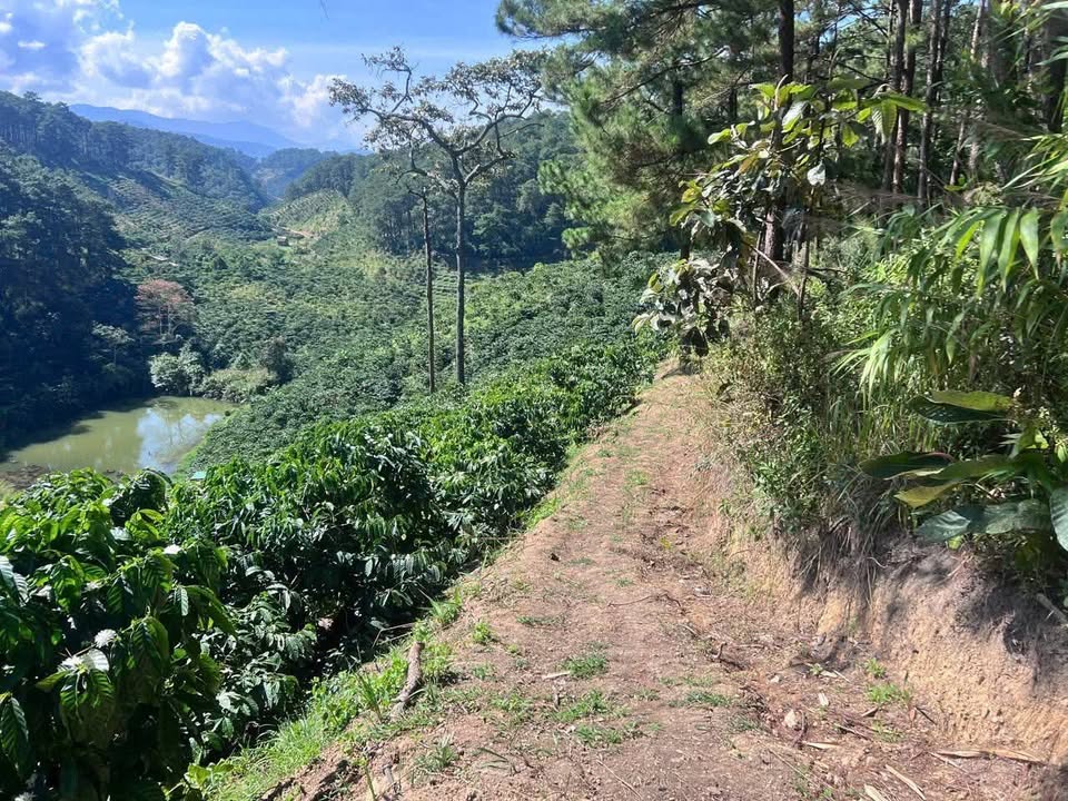 Đất nông nghiệp tại Thôn 9, Xã Liên Đầm, 2160m² giá 1.56 tỷ - Đầu tư sinh lời tuyệt vời!