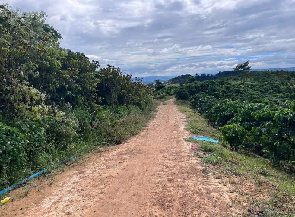 Đất nông nghiệp 20.000m² tại Đạ Nhim, Lạc Dương - Giá chỉ 8.8 tỷ!