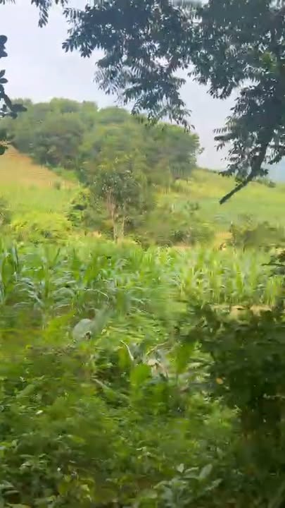 Đất rộng 1,1ha tại Thu Phong, Cao Phong – Giá chỉ 4 tỷ – Cơ hội đầu tư hiếm có!