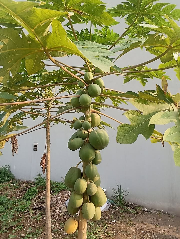 Đất nền Liên Ninh 70m² giá thỏa thuận - Phong thủy tốt, ô tô đỗ cửa!