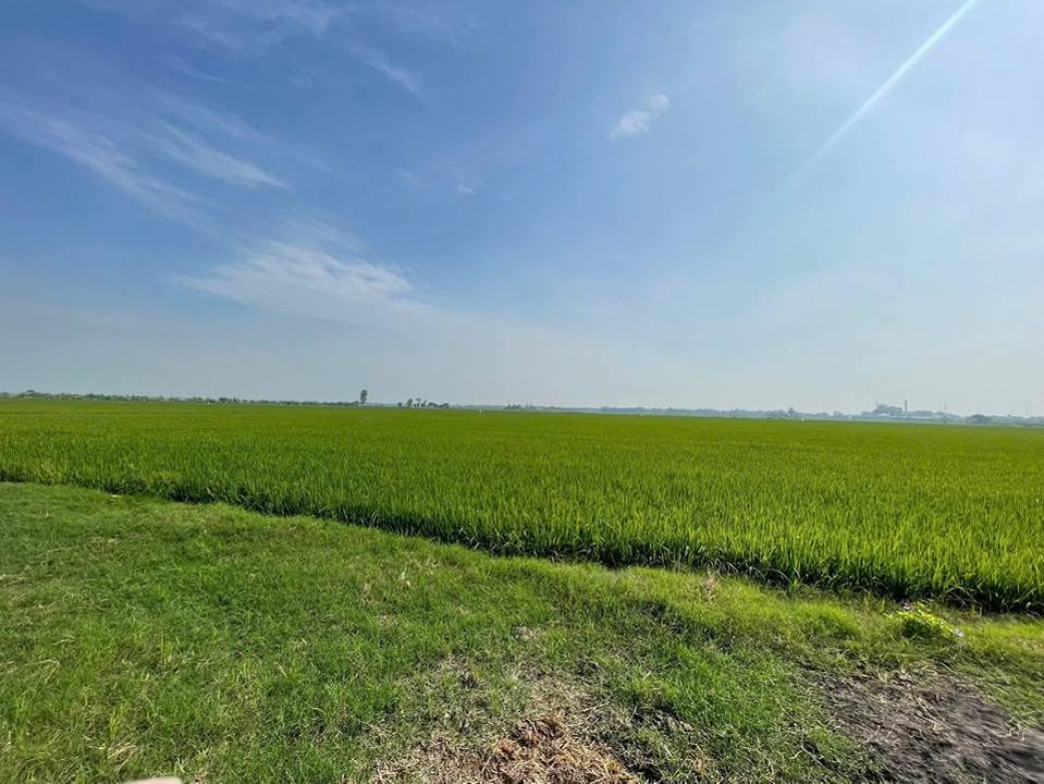 Đất Farm 11.800m² Hẻm 689 Phạm Hùng - Giá 3.84 tỷ, Gần Kênh, Xe 16 Chỗ Đến Tận Nơi!