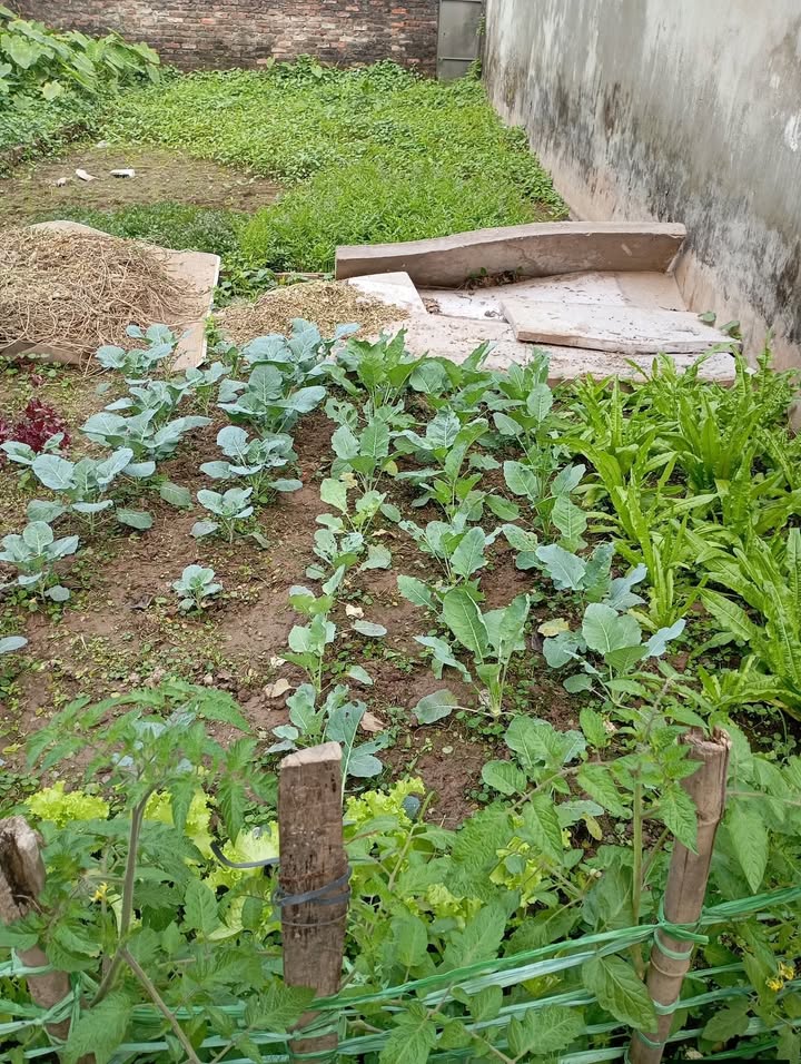 Đất nền góc 33m² tại Tả Thanh Oai, giá thỏa thuận - Cơ hội đầu tư tuyệt vời!