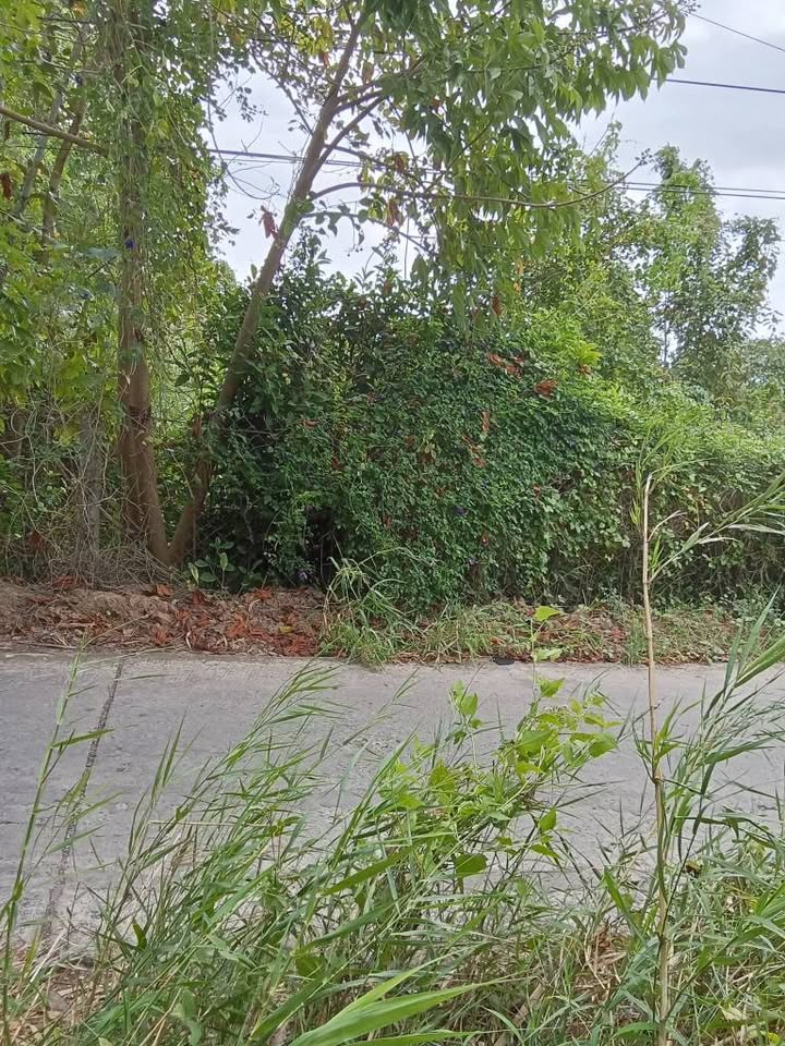 Đất nền 1200m² tại Xã Châu Hưng A, Huyện Vĩnh Lợi - Giá thỏa thuận hấp dẫn!